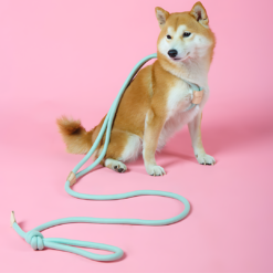 Dog Leash